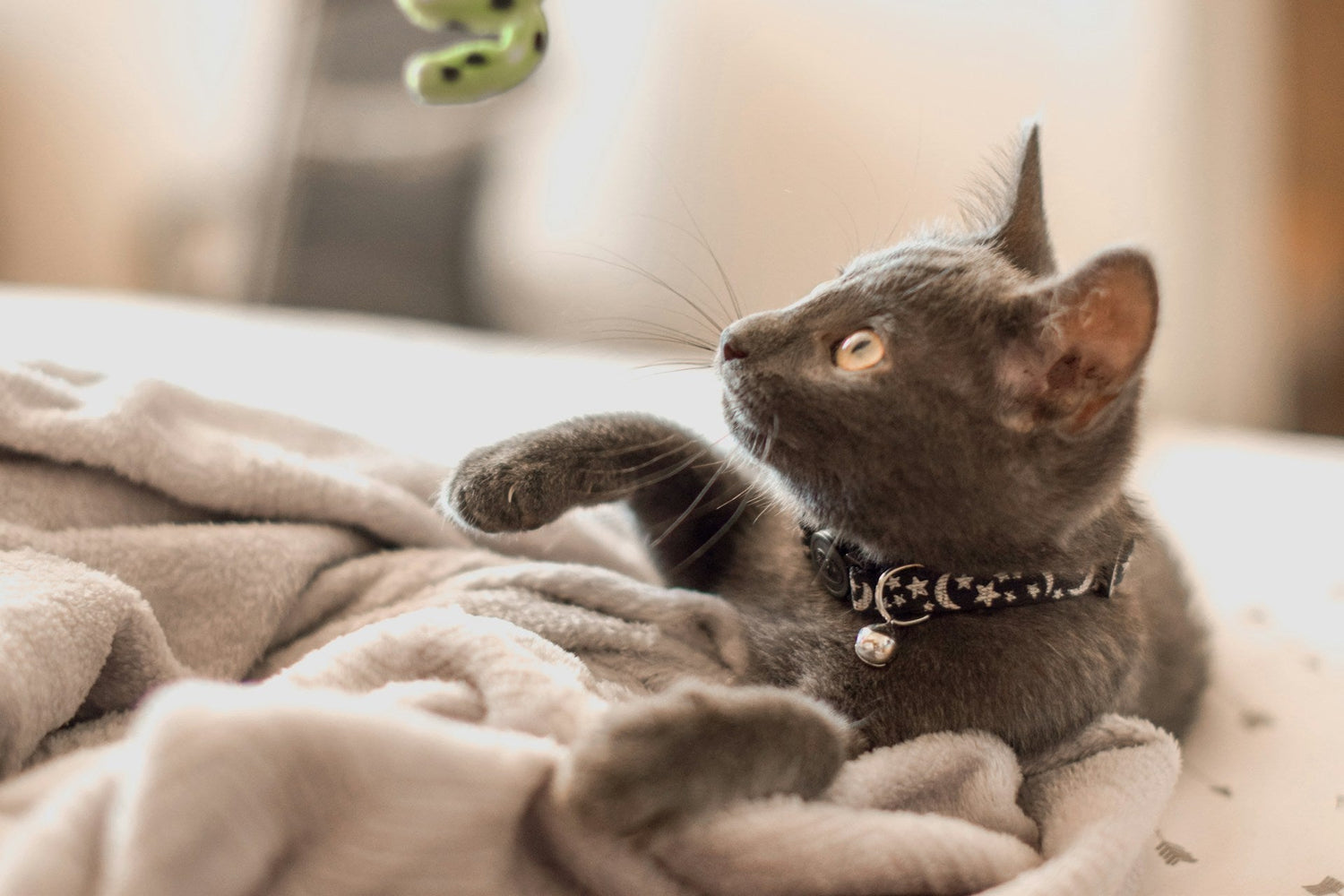 Cat Supplies & Accessories